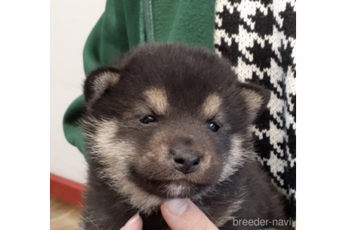 成約済の富山県の柴犬-170781の1枚目